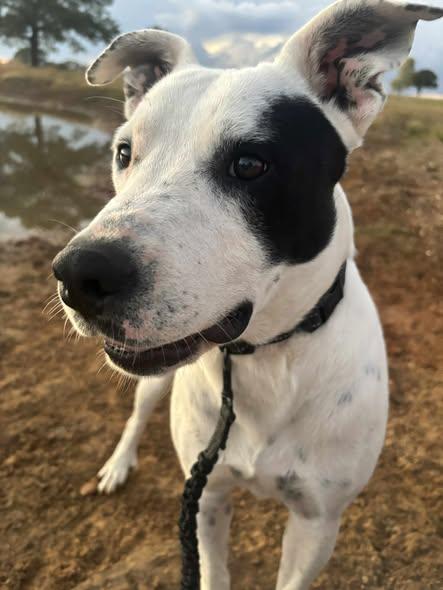Enlarge April, a Adoptable mixed breed in Okemah, OK image 3/6