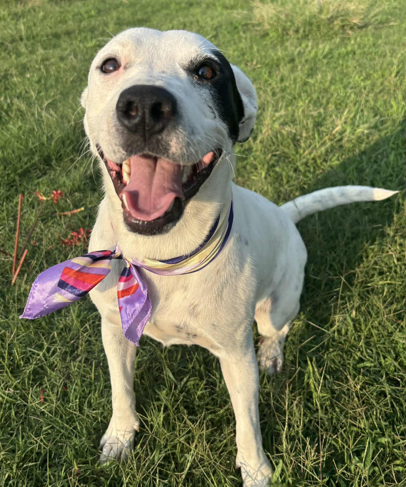 Enlarge April, a Adoptable mixed breed in Okemah, OK image 4/6