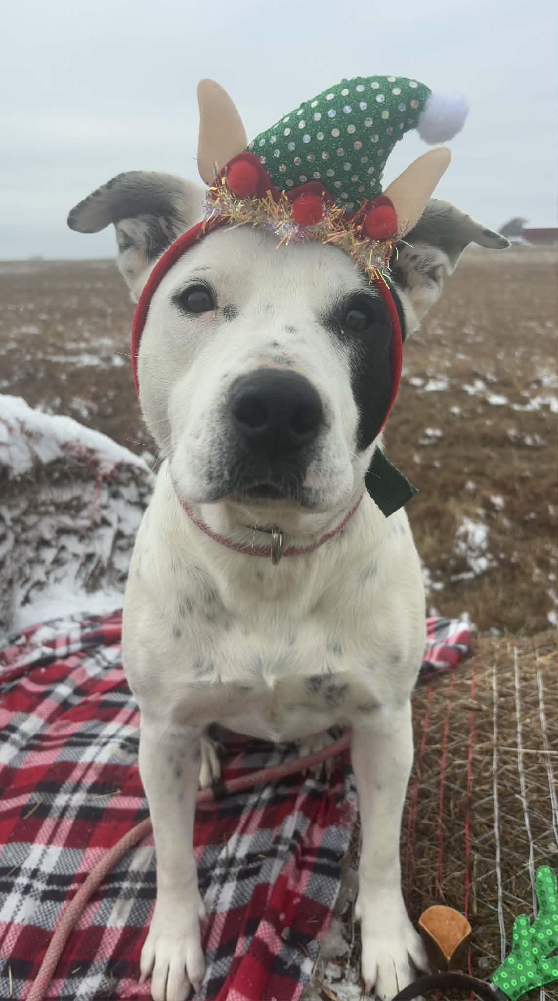 Enlarge April, a Adoptable mixed breed in Okemah, OK image 5/6