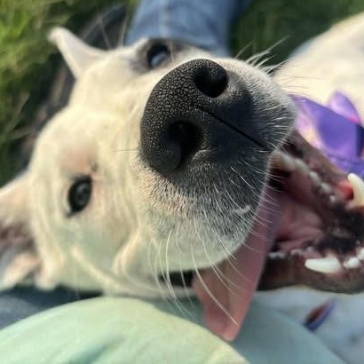 Enlarge April, a Adoptable mixed breed in Okemah, OK image 6/6