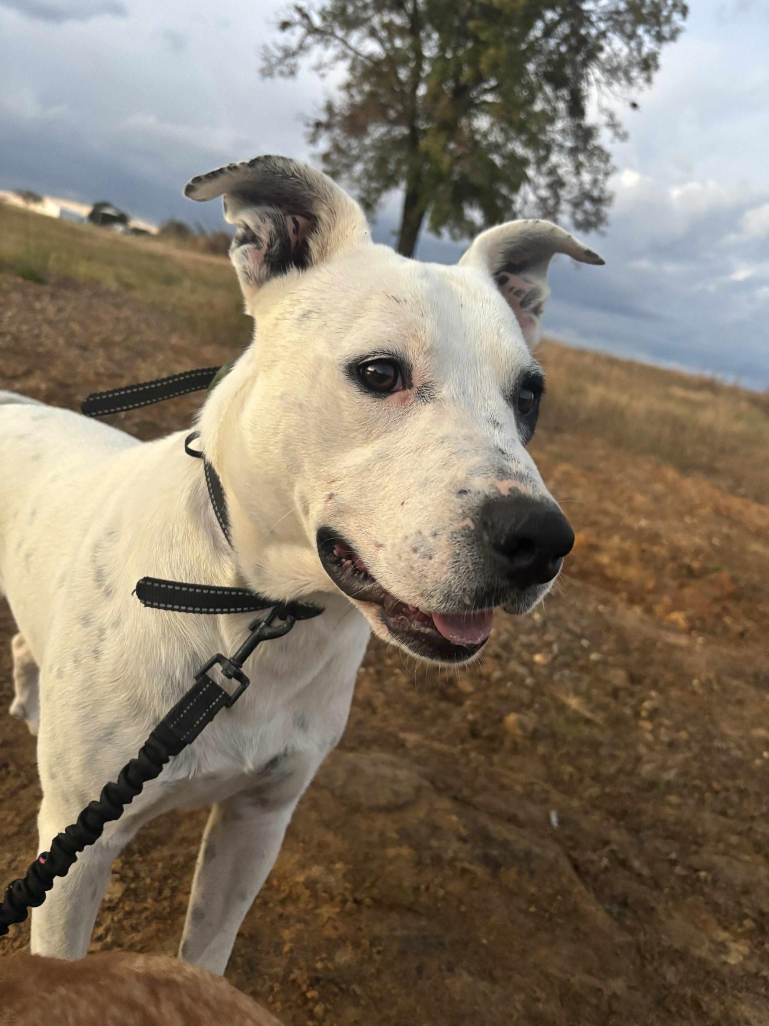 Enlarge April, an adopted mixed breed in Okemah, OK image 2/6