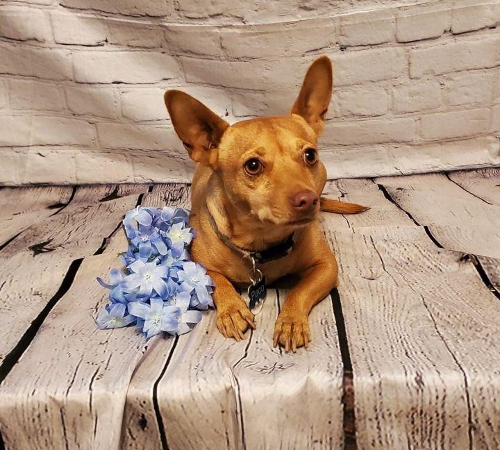 Enlarge Paco, a Adoptable mixed breed in Devine, TX image 2/6