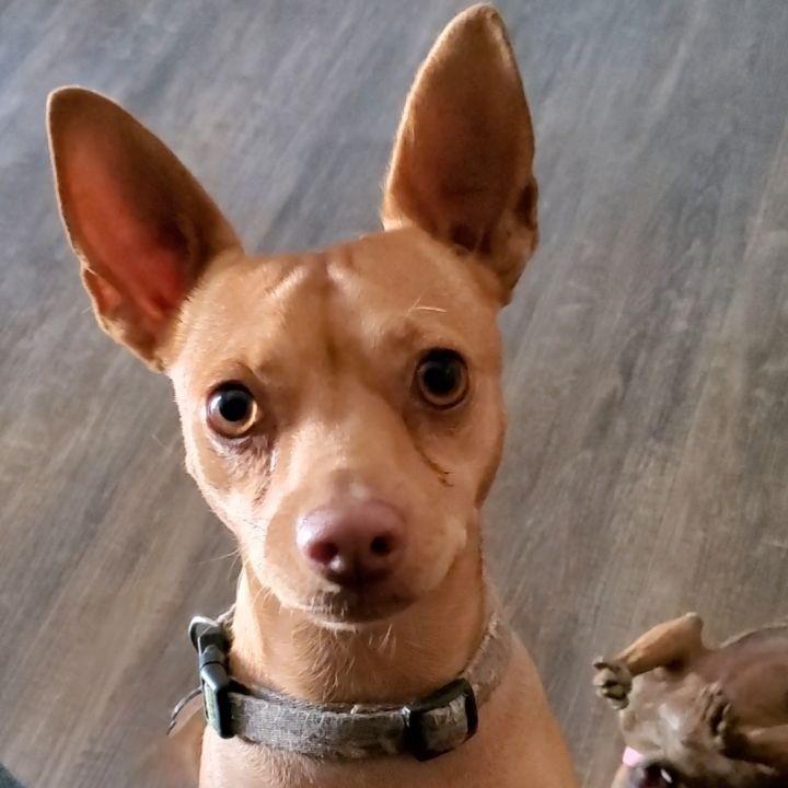 Enlarge Paco, a Adoptable mixed breed in Devine, TX image 5/6