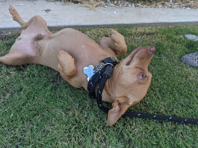 Enlarge Paco, a Adoptable mixed breed in Devine, TX image 6/6