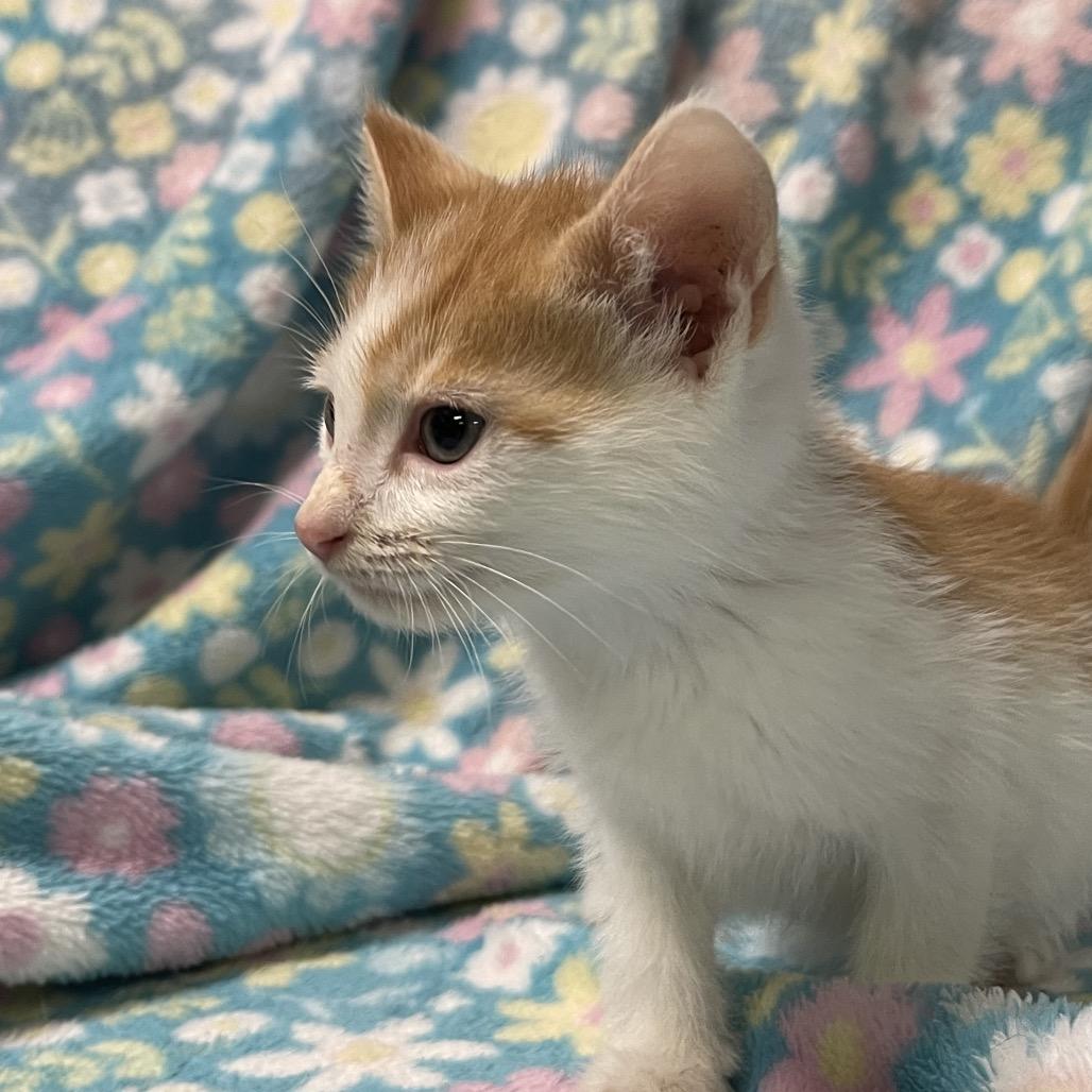 Enlarge CYGNET, a ADOPTABLE Domestic Short Hair in Graham, WA image 2/3