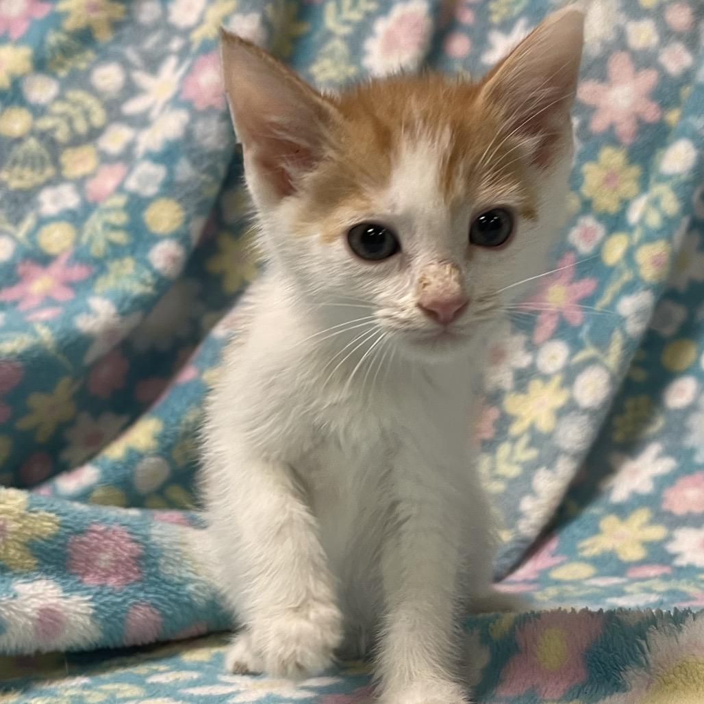 CYGNET, ADOPTABLE, Kitten Male Domestic Short Hair.