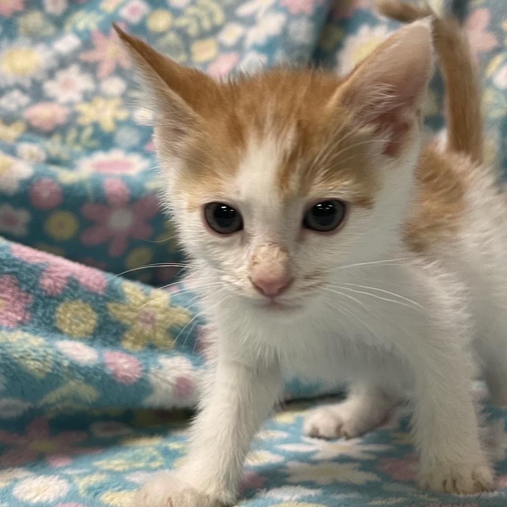 Enlarge CYGNET, a ADOPTABLE Domestic Short Hair in Graham, WA image 3/3