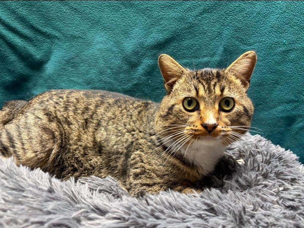 George, Adoptable, Young Male Domestic Short Hair.