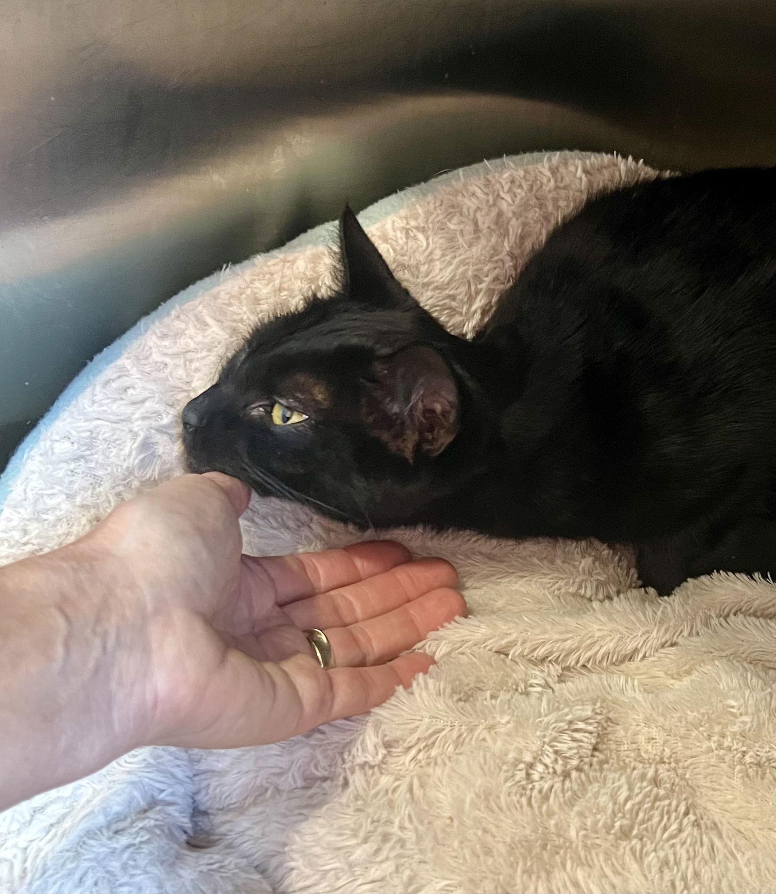 Onyx #1 (FCID# 08/06/2025 - 71 Glen Mills PS) C