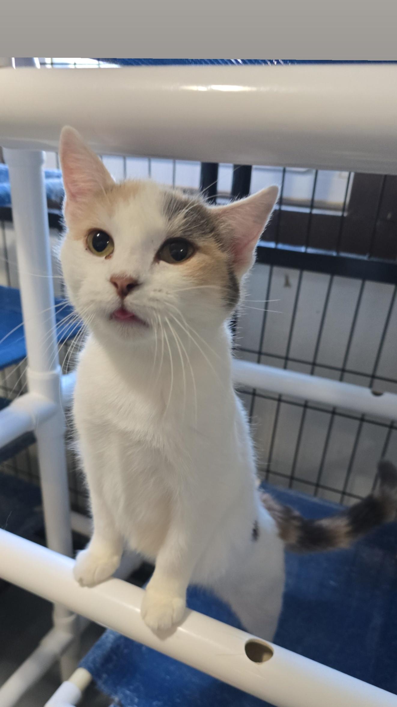 Enlarge Betsy, a Adoptable Domestic Short Hair in Iowa Falls, IA image 1/1