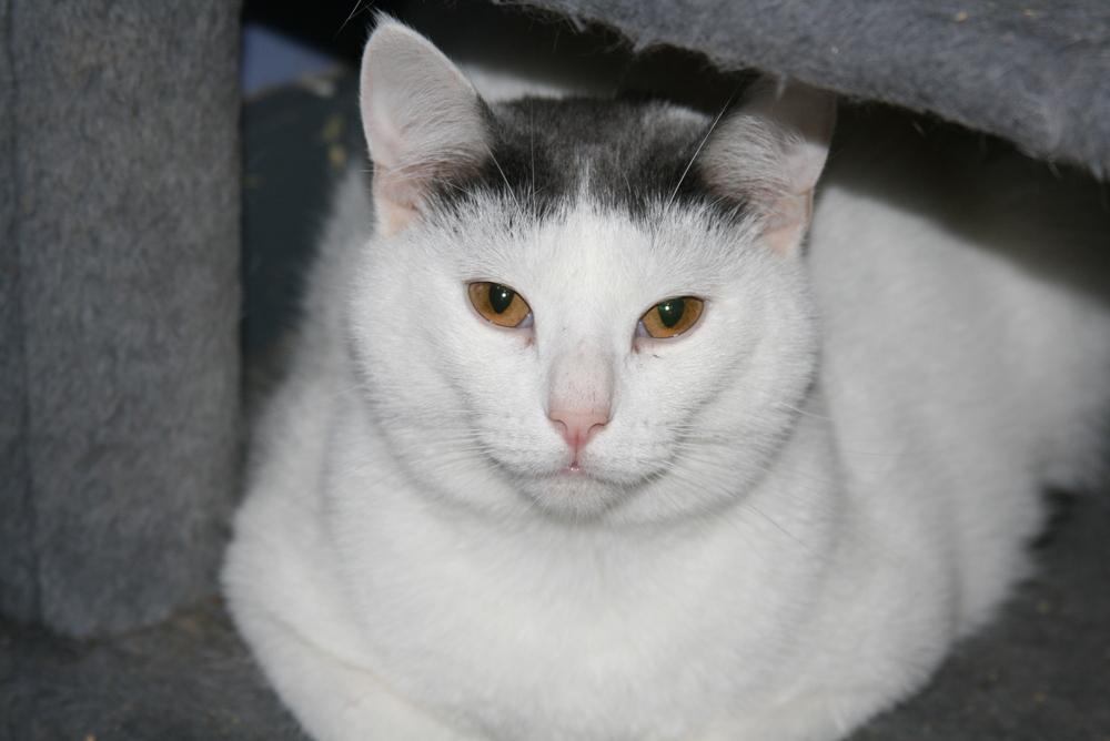 Niko, Adoptable, Adult Male Domestic Short Hair.