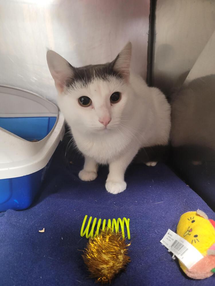 Niko, Adoptable, Adult Male Domestic Short Hair.