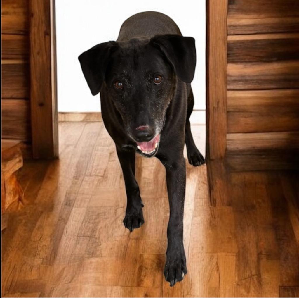 Gus, Adoptable, Adult Male Labrador Retriever & Mixed Breed.
