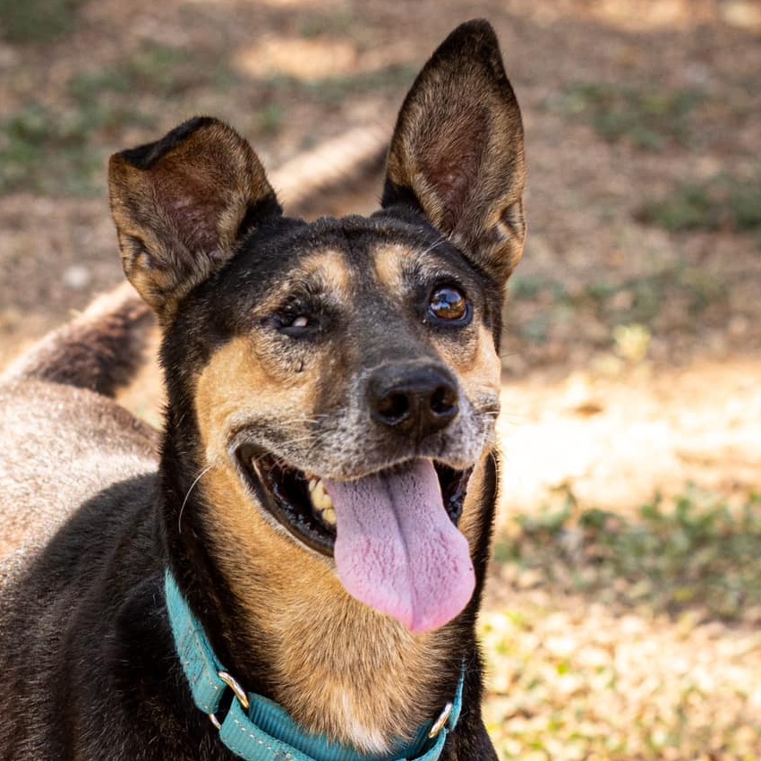 Happy, a Adoptable mixed breed in Bulverde, TX image 1/6