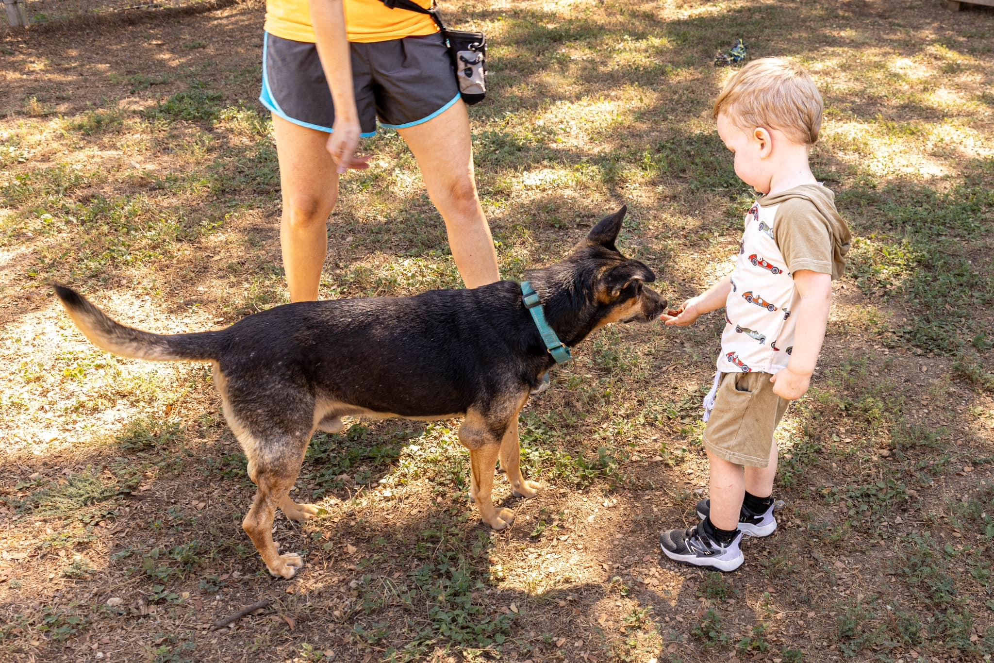 Happy, a Adoptable mixed breed in Bulverde, TX image 2/6