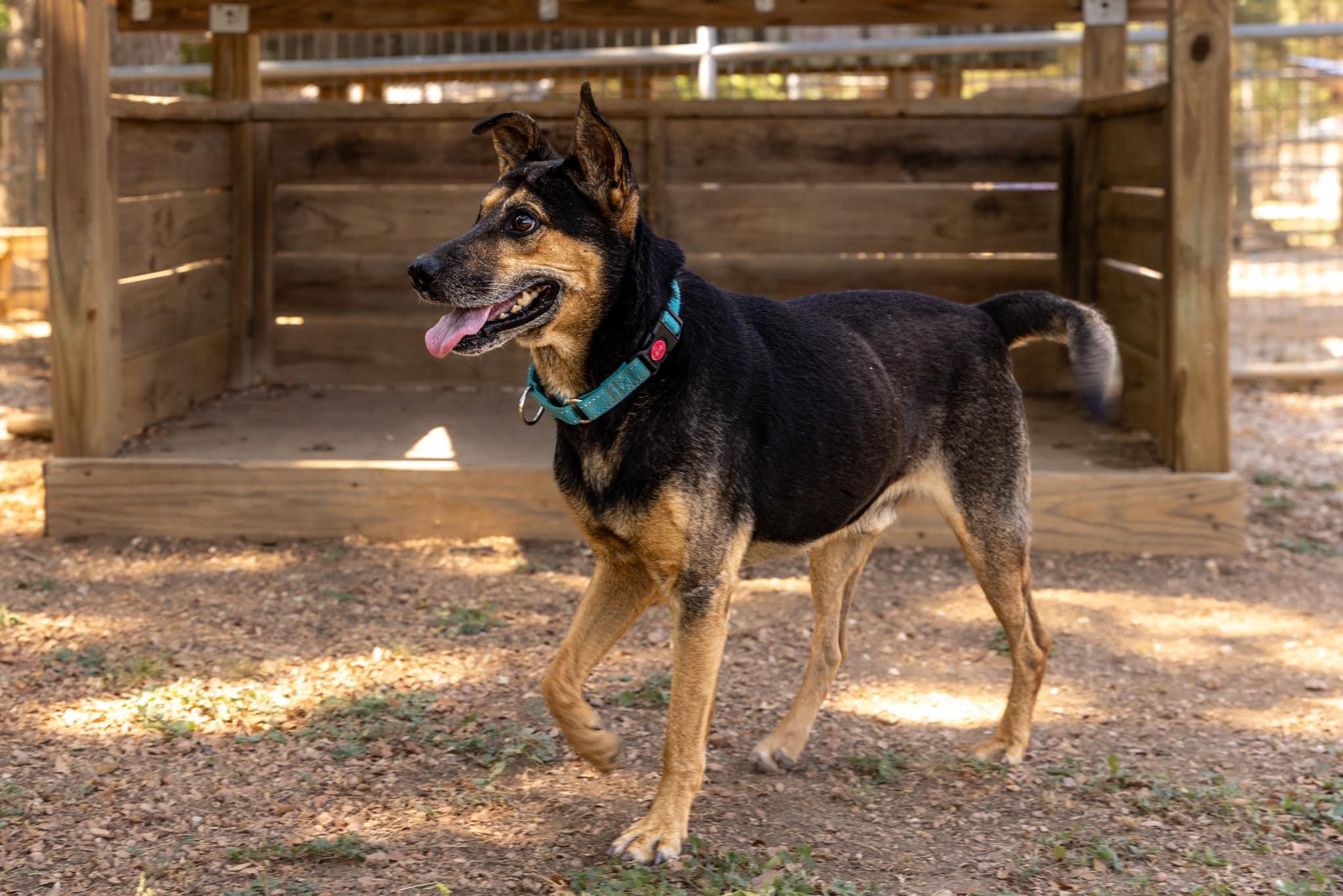 Happy, Adoptable, Adult Male Shepherd.