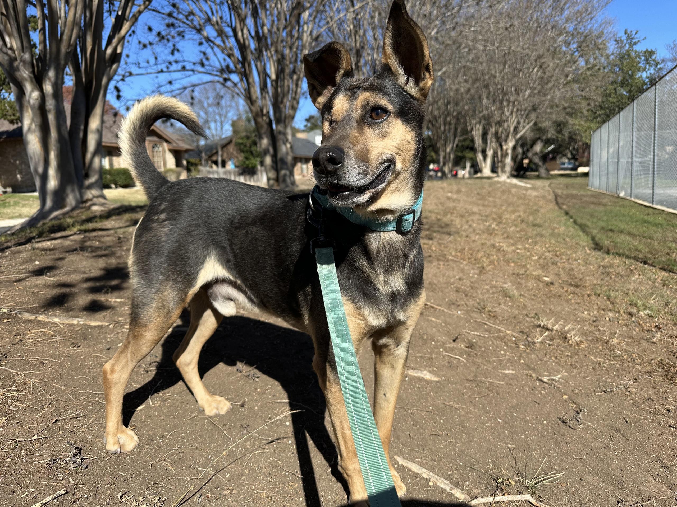 Happy, a Adoptable mixed breed in Bulverde, TX image 4/6