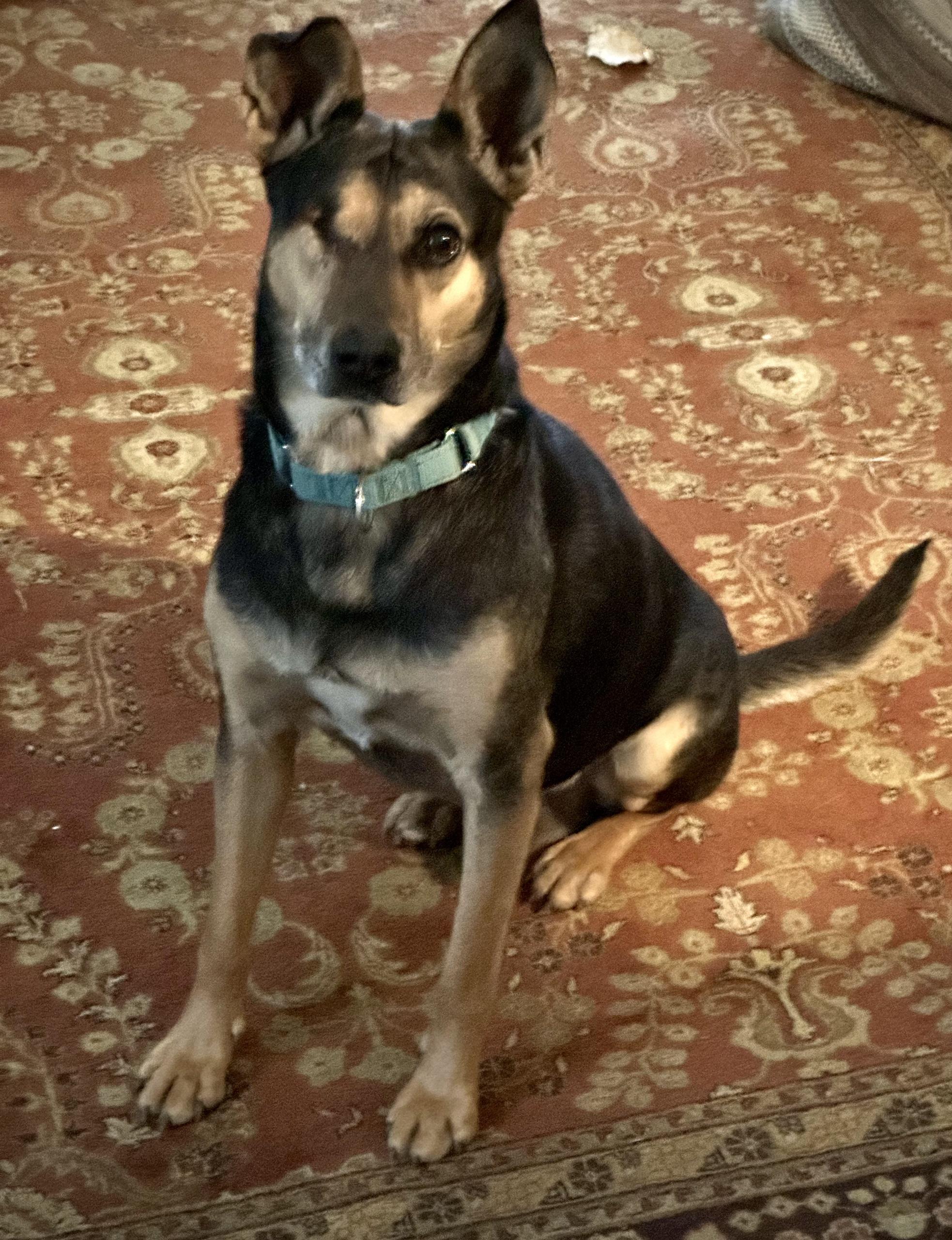 Happy, a Adoptable mixed breed in Bulverde, TX image 5/6