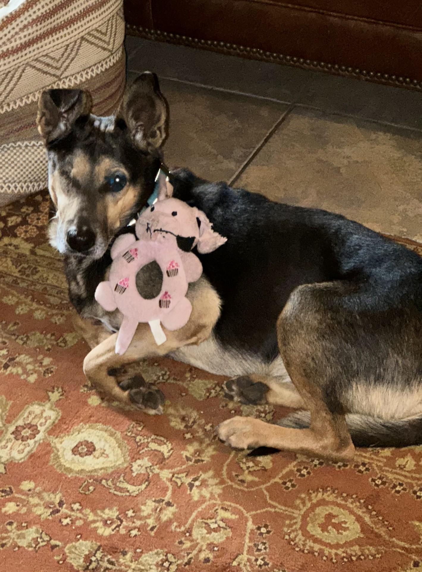 Happy, a Adoptable mixed breed in Bulverde, TX image 6/6