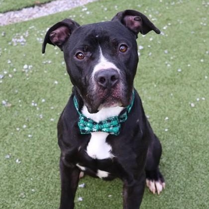 Ringo, a ADOPTABLE Mixed Breed in Athens, GA image 2/5