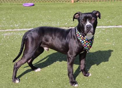 Ringo, a ADOPTABLE Mixed Breed in Athens, GA image 5/5