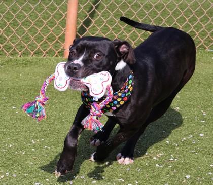 Ringo, a ADOPTABLE Mixed Breed in Athens, GA image 4/5