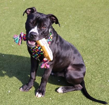 Ringo, a ADOPTABLE Mixed Breed in Athens, GA image 1/5