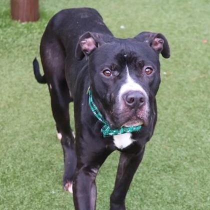 Ringo, a ADOPTABLE Mixed Breed in Athens, GA image 3/5