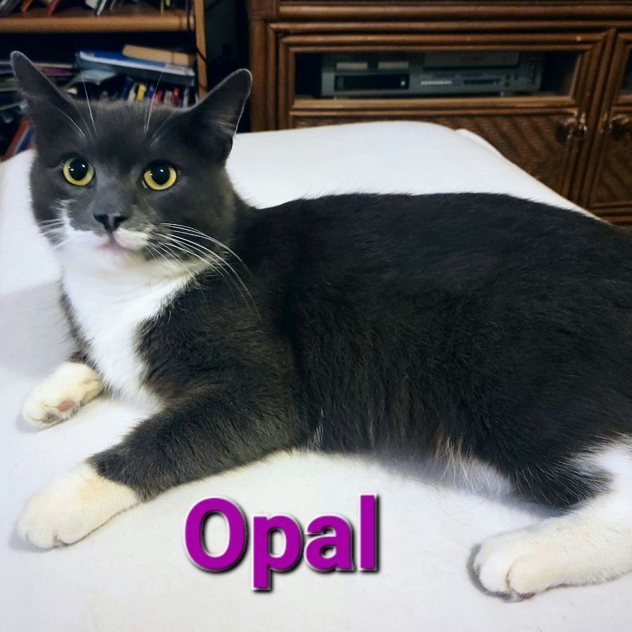 Opal, Adopted, Adult Female Tuxedo.