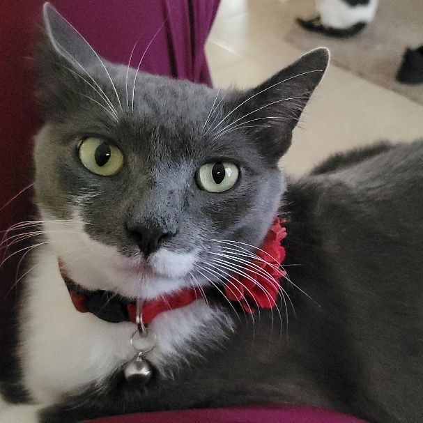 Opal, a Adopted Tuxedo in Palm Bay, FL image 2/4