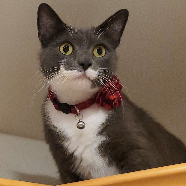 Opal, a Adopted Tuxedo in Palm Bay, FL image 3/4