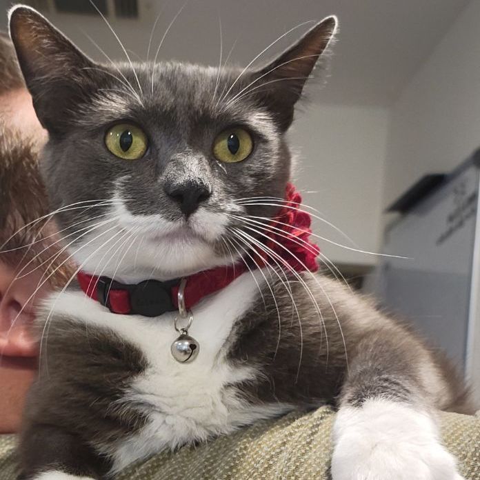 Opal, a Adopted Tuxedo in Palm Bay, FL image 4/4