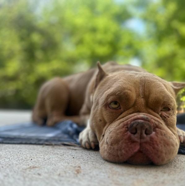 BLUFF - STRAY HOLD TIL 4/27/26, Adoptable, Adult Male American Bulldog & Staffordshire Bull Terrier.