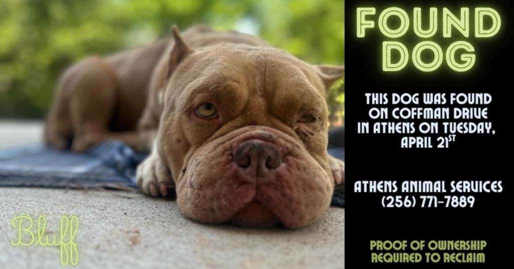 Enlarge BLUFF - STRAY HOLD TIL 4/27/26, a Adoptable mixed breed in Athens, AL image 2/2