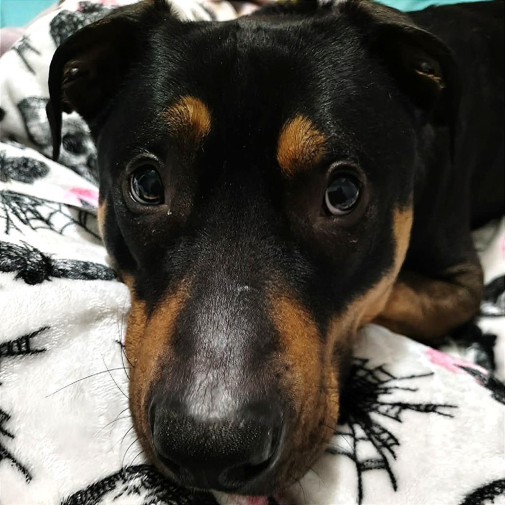 Enlarge Grizzly, a Adoptable Mixed Breed in Clarksville, TN image 1/6