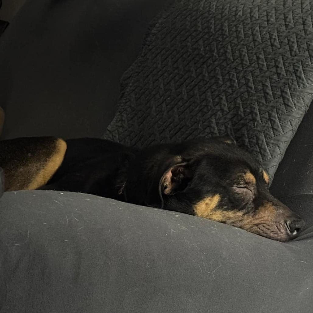 Enlarge Grizzly, a Adoptable Mixed Breed in Clarksville, TN image 2/6