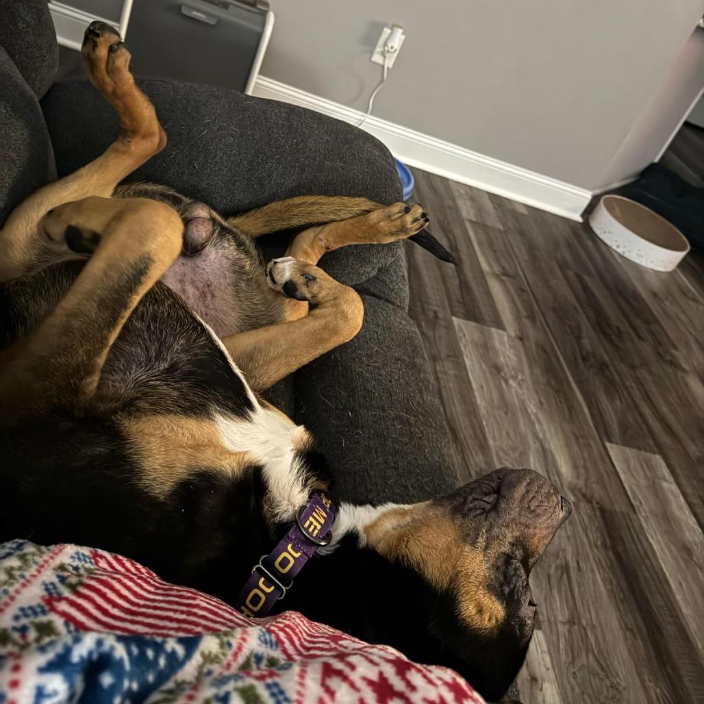 Enlarge Grizzly, a Adoptable Mixed Breed in Clarksville, TN image 3/6