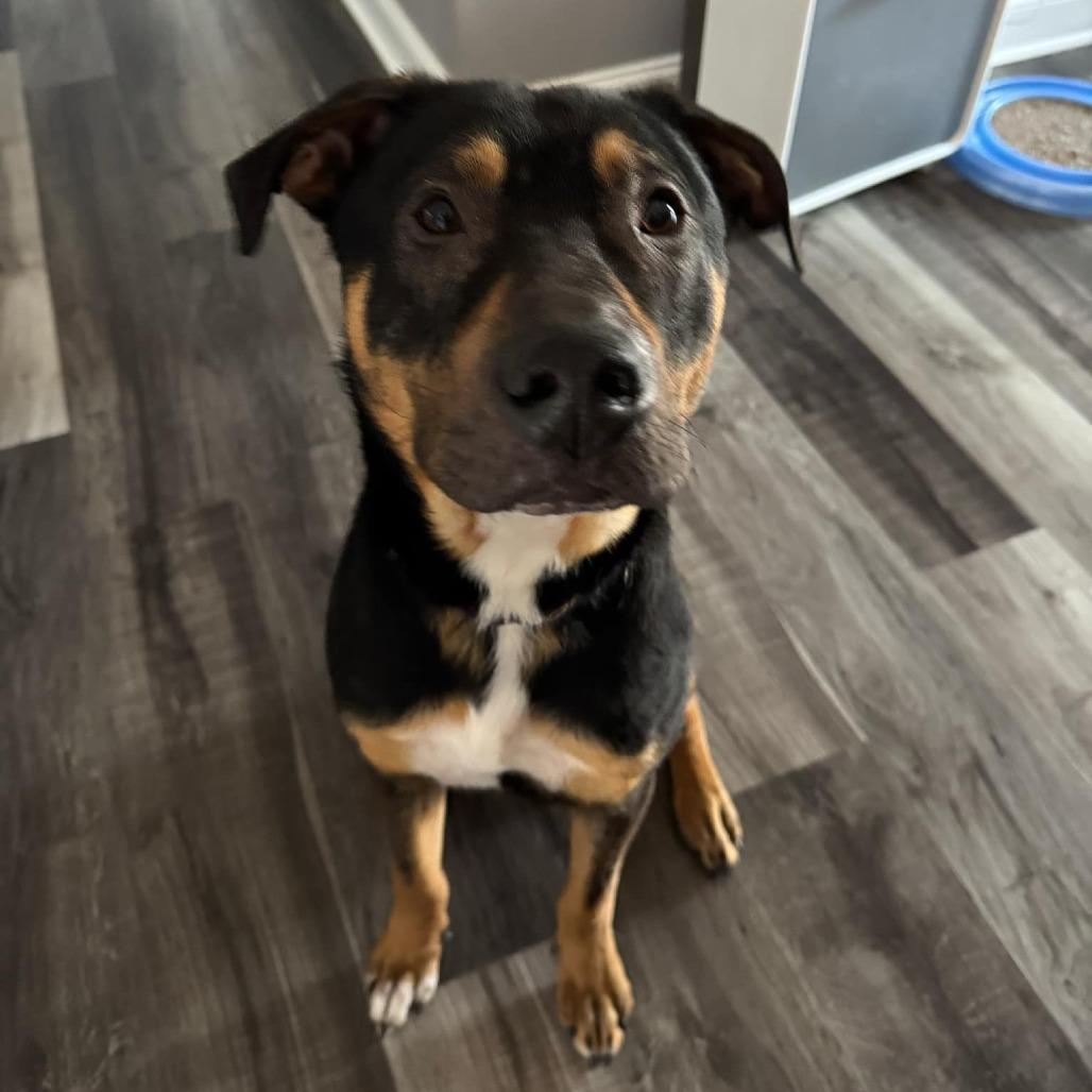 Enlarge Grizzly, a Adoptable Mixed Breed in Clarksville, TN image 4/6