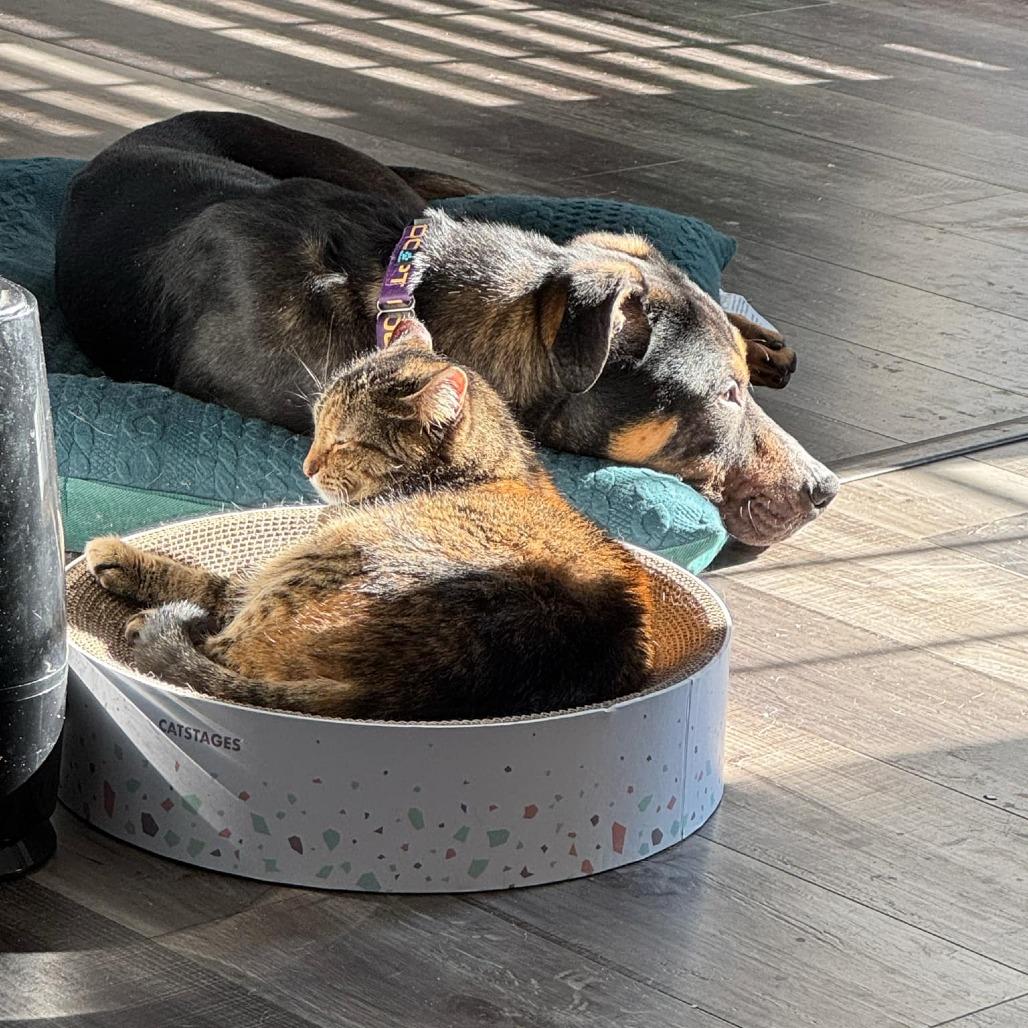 Enlarge Grizzly, a Adoptable Mixed Breed in Clarksville, TN image 5/6