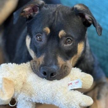 Enlarge Grizzly, a Adoptable Mixed Breed in Clarksville, TN image 6/6