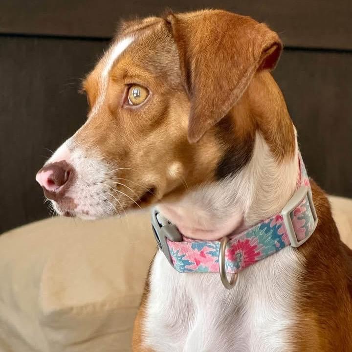 Enlarge Autumn, a Adoptable mixed breed in Austin, TX image 1/2