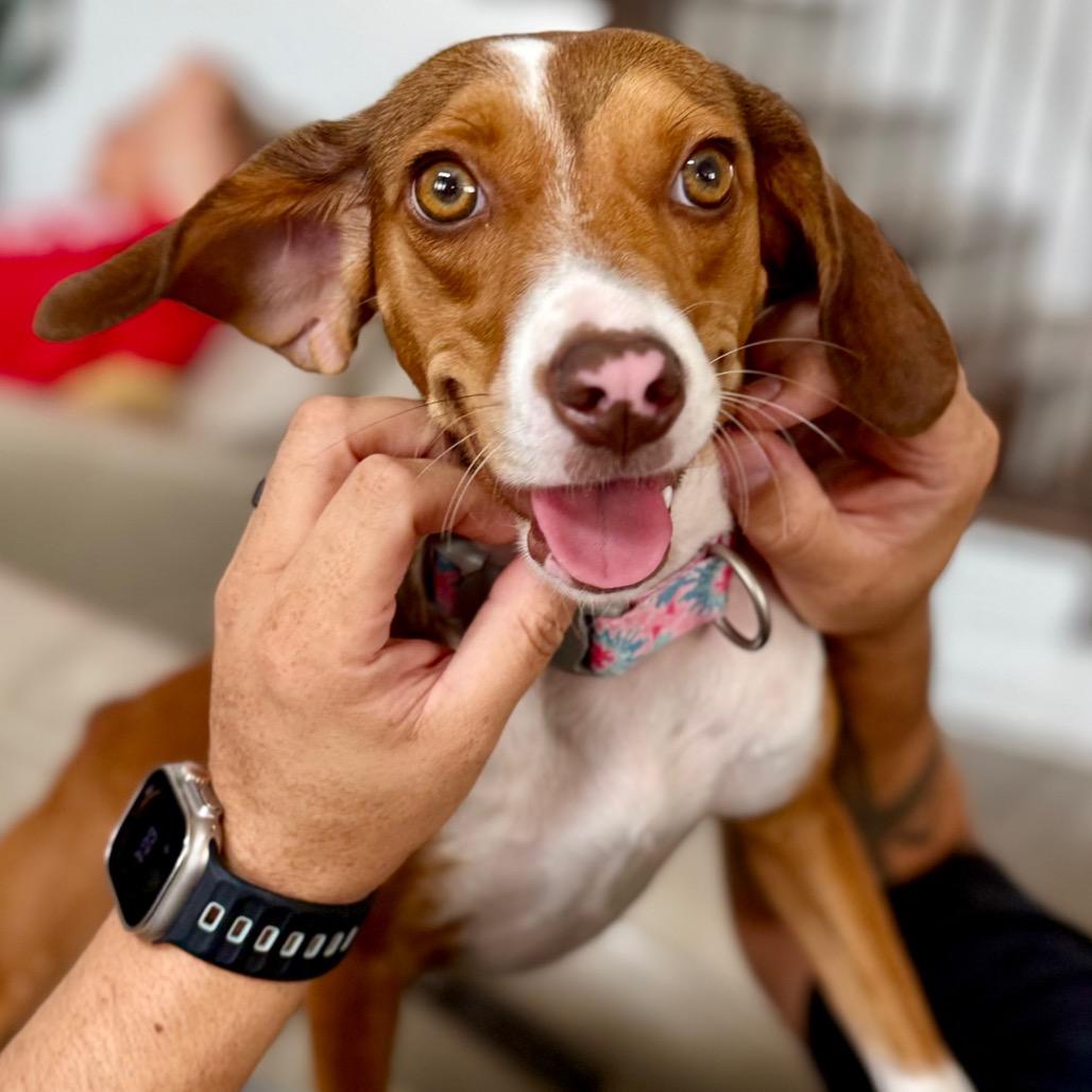 Enlarge Autumn, a Adoptable mixed breed in Austin, TX image 2/2