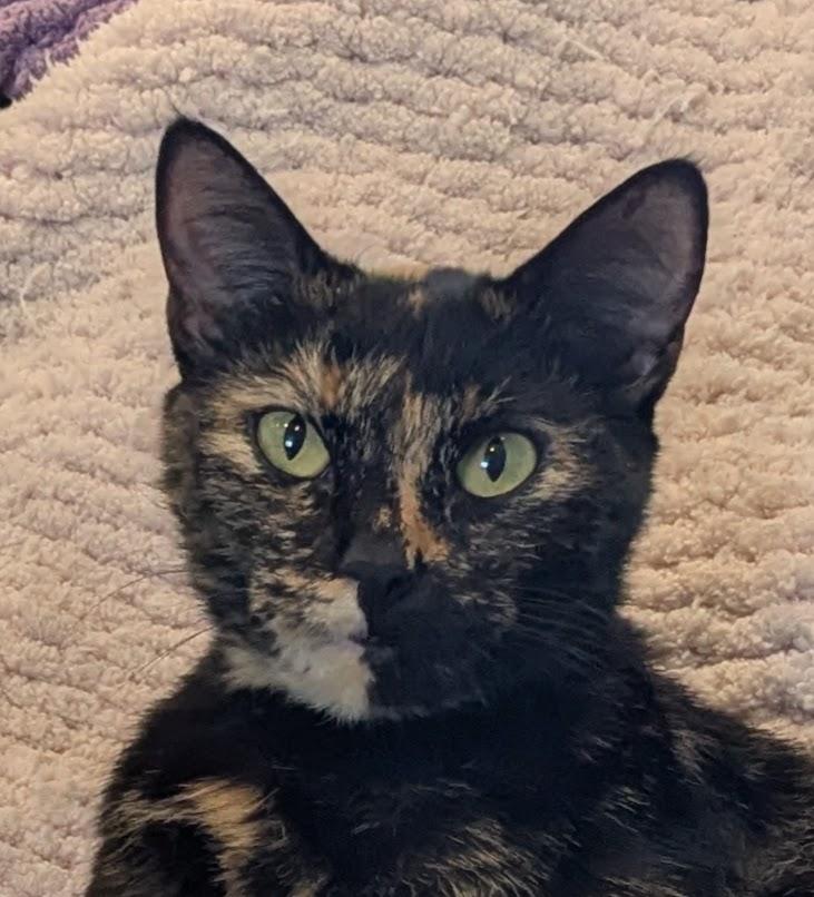 Rogue--Pure Tortitude, Young Female Tortoiseshell