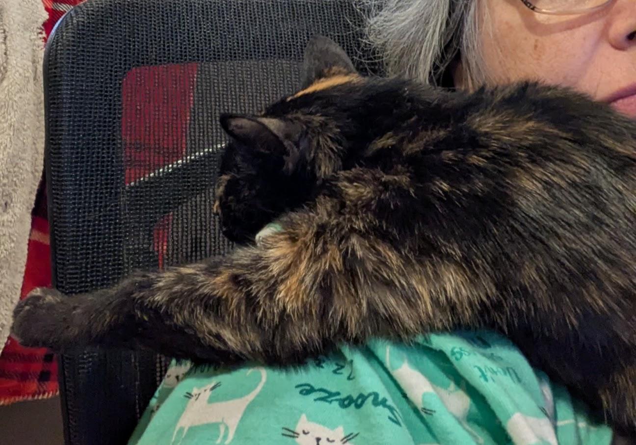 Rogue--Pure Tortitude photo 3