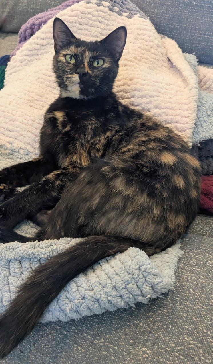 Rogue--Pure Tortitude photo 2
