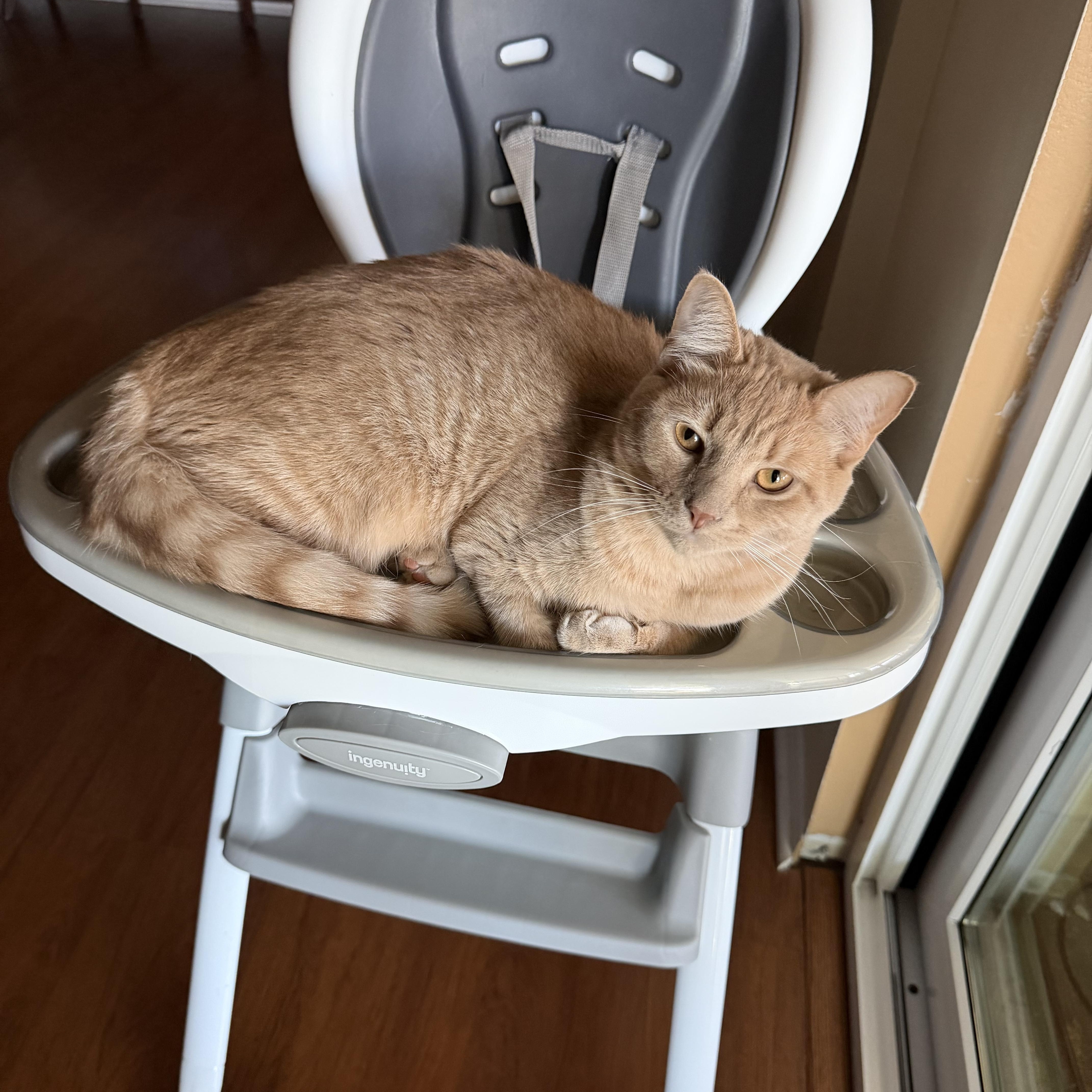 Enlarge Rocky, a ADOPTABLE Domestic Medium Hair in Bradenton, FL image 1/3