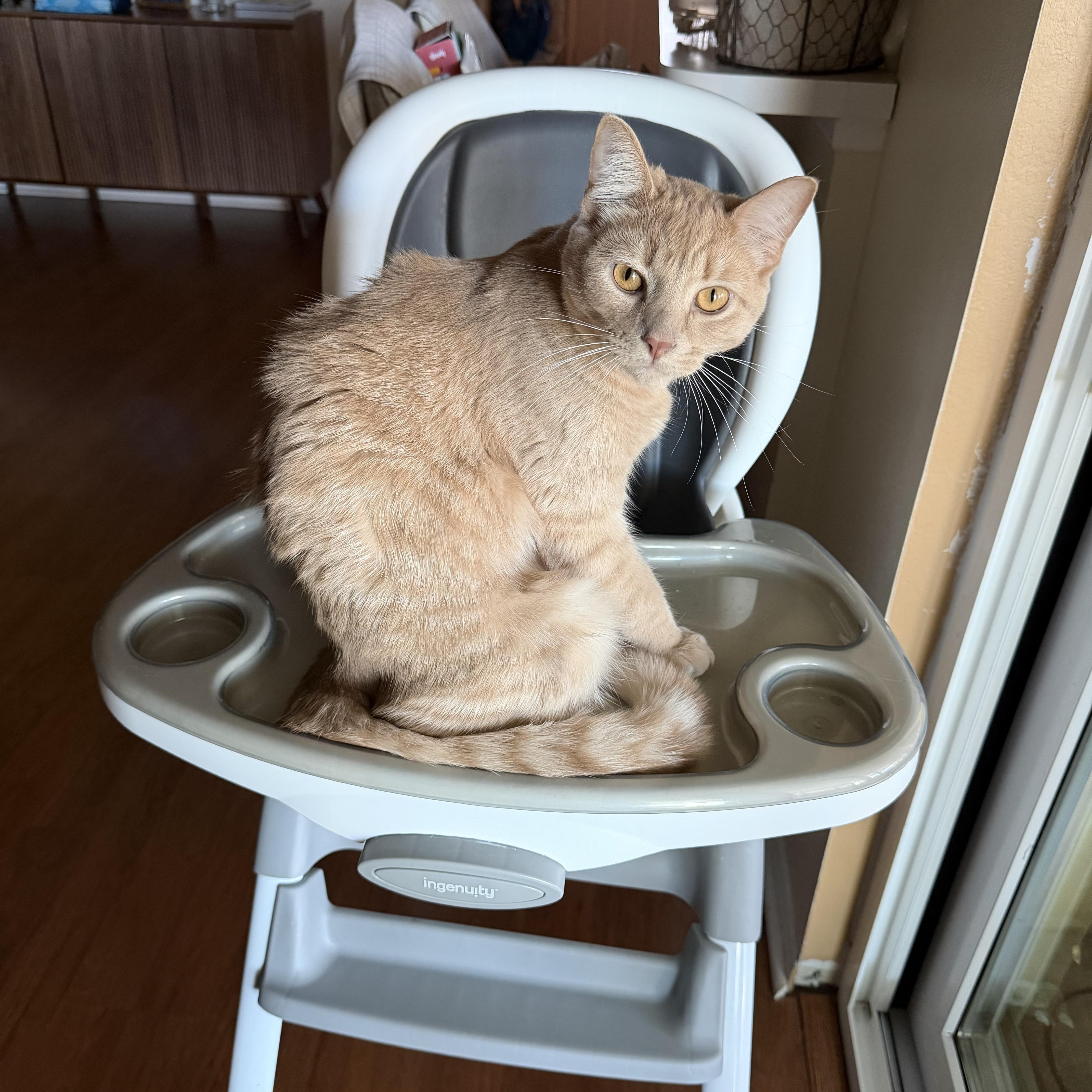 Enlarge Rocky, a ADOPTABLE Domestic Medium Hair in Bradenton, FL image 2/3