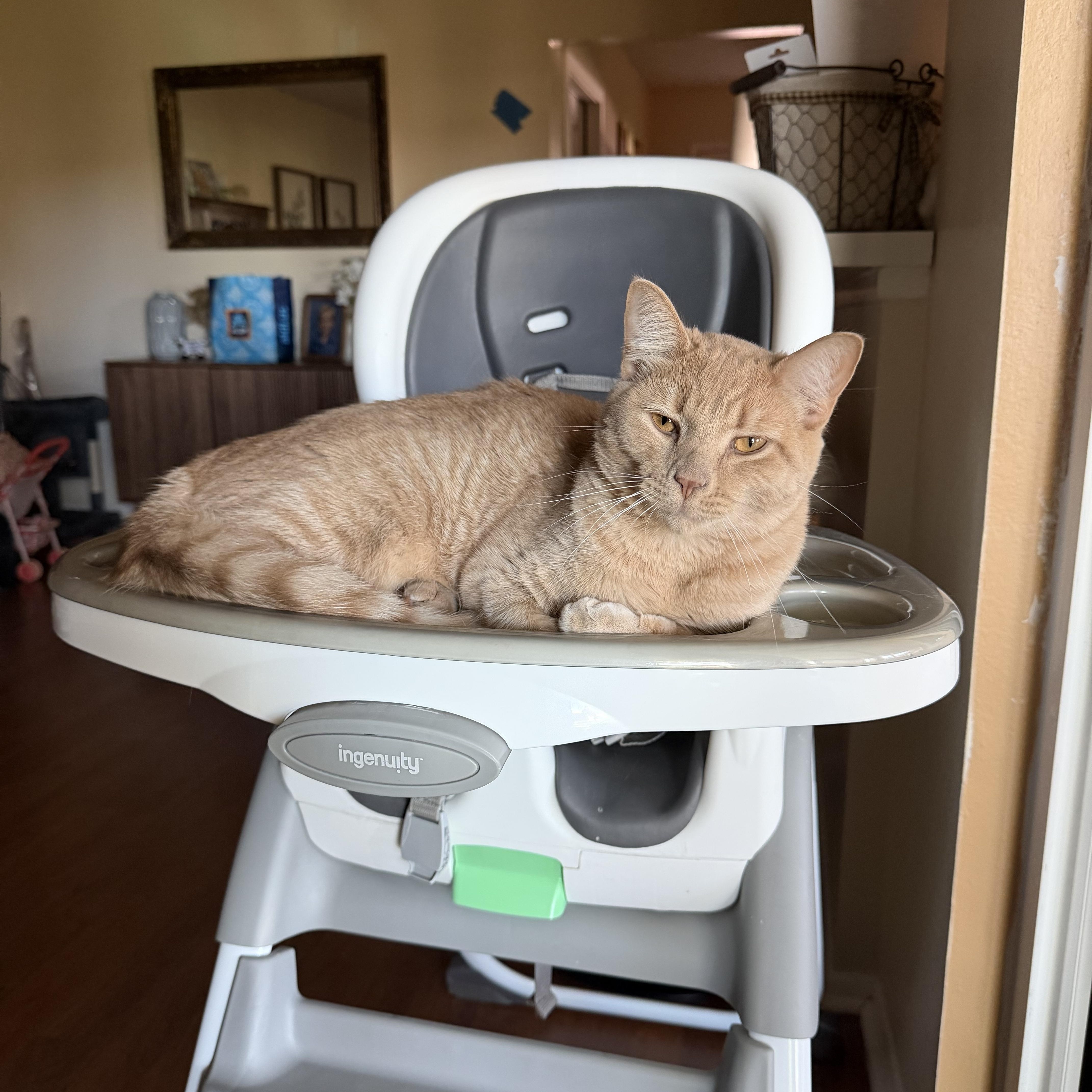 Enlarge Rocky, a ADOPTABLE Domestic Medium Hair in Bradenton, FL image 3/3