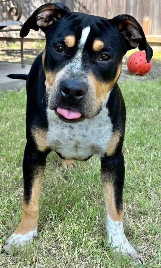 Enlarge Ranger, a Adoptable Pit Bull Terrier in Great Bend, KS image 1/4