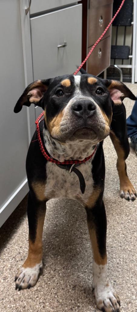Enlarge Ranger, a Adoptable Pit Bull Terrier in Great Bend, KS image 2/4